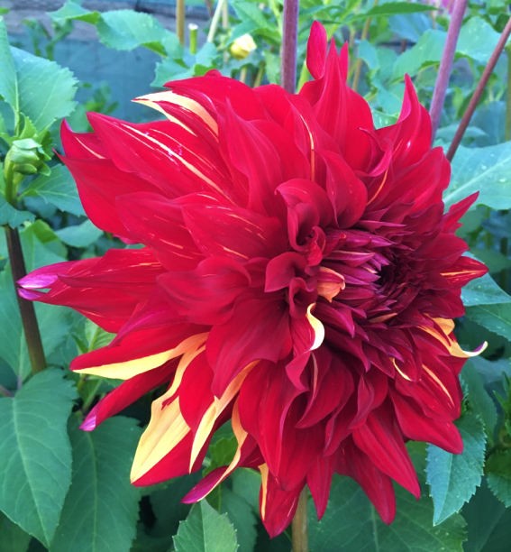 Dahlia Bohemian Spartacus